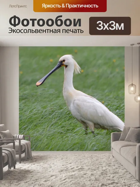 Фотообои Белый колпица 1