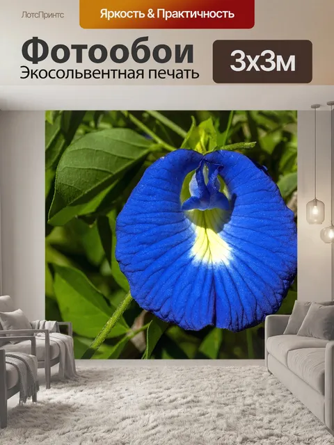 Фотообои Цветок бабочка горох
