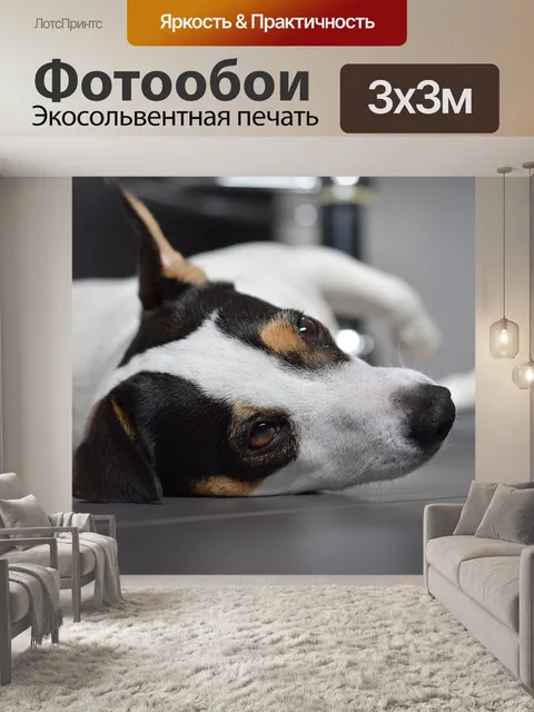Фотообои Собака