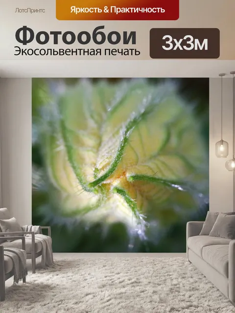 Фотообои закрыть вид закрытого тыквенного цветка