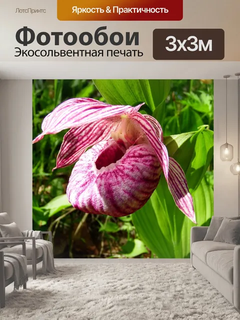 Фотообои Венерин башмачок крупноцветковый