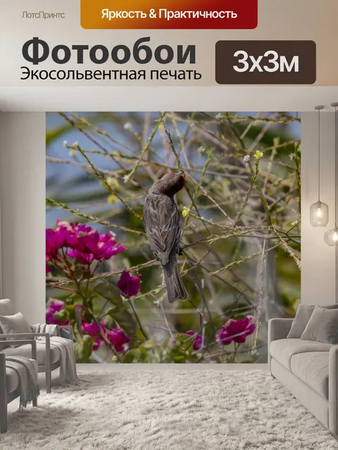 Фотообои зяблик птица
