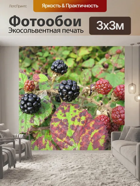 Фотообои Ежевика