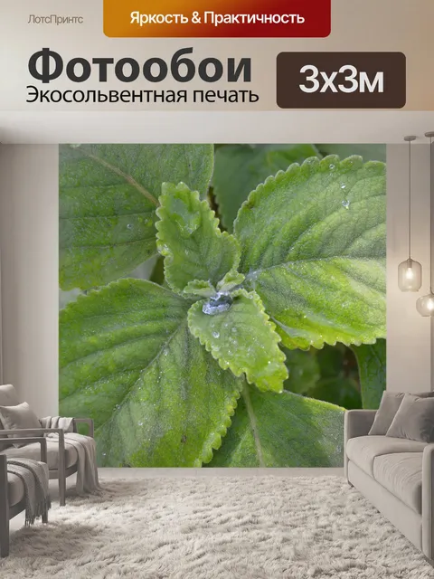 Фотообои Зеленый лист