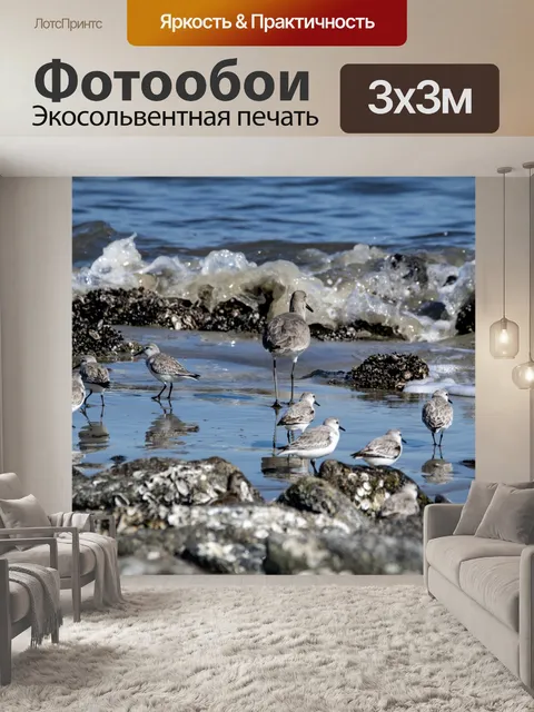 Фотообои Кулики в океане