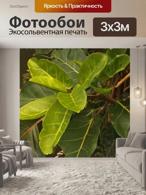 Фотообои растение с большими листьями