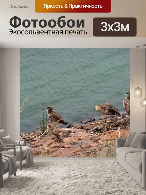 Фотообои египетские гуси стоя на краю плотины