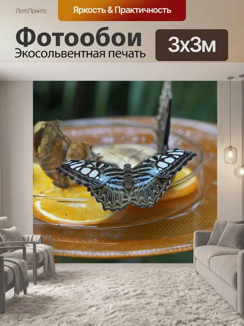 Фотообои Коричневый моряк