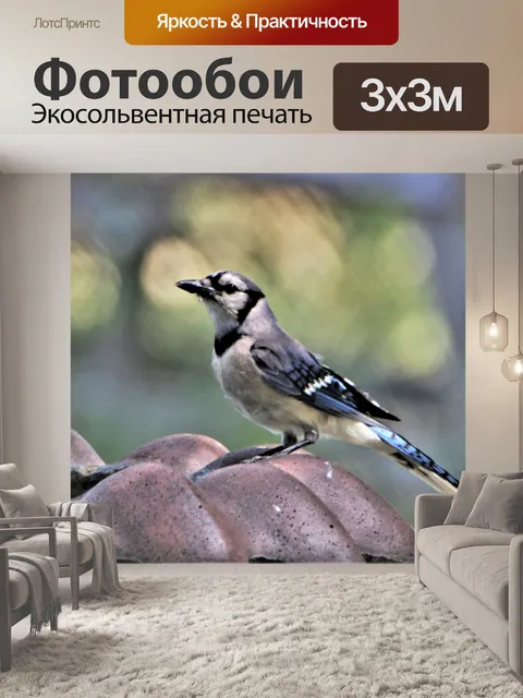 Фотообои Голубая сойка на птичке