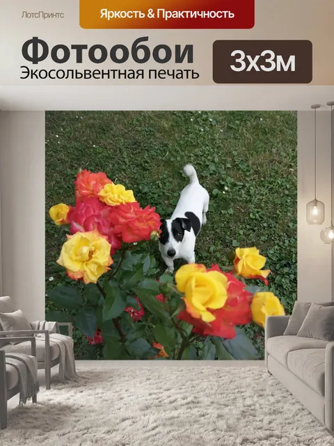 Фотообои Джек Рассел и роза