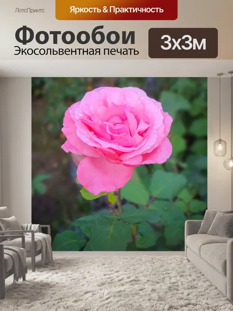 Фотообои Розовая роза
