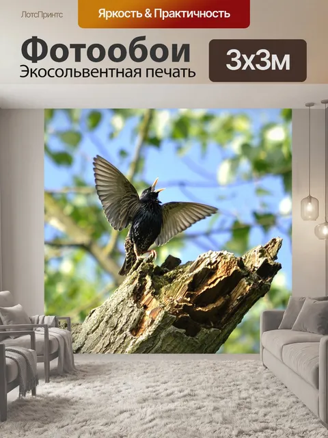 Фотообои Звезда