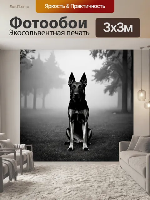 Фотообои изображение бельгийской овчарки малинуа, охраняющей свой двор в туманный день