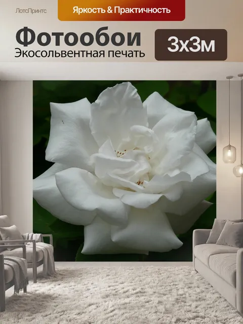 Фотообои Белая роза