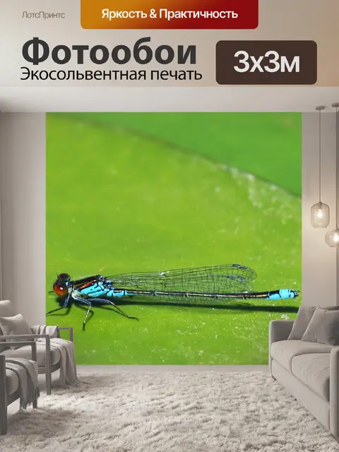 Фотообои стрекоза отдыхает