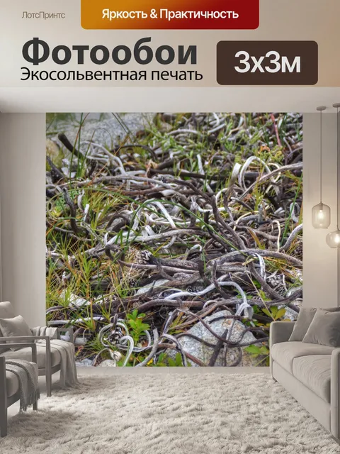Фотообои запутанная морская водоросль