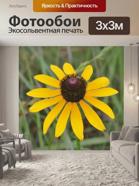 Фотообои Черноглазый Сьюзен Уайлдфлауэр