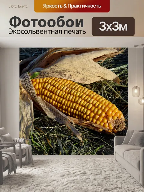 Фотообои Кукуруза в початках