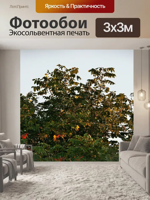 Фотообои солнце на листьях