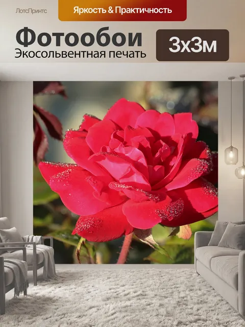 Фотообои Красная роза и роса крупным планом