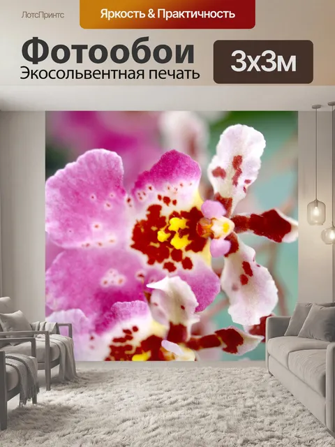 Фотообои Фото цветка орхидеи