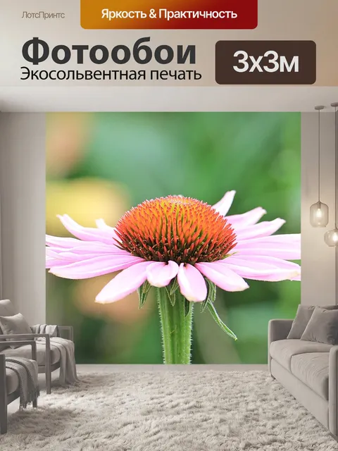 Фотообои Эхинацеи