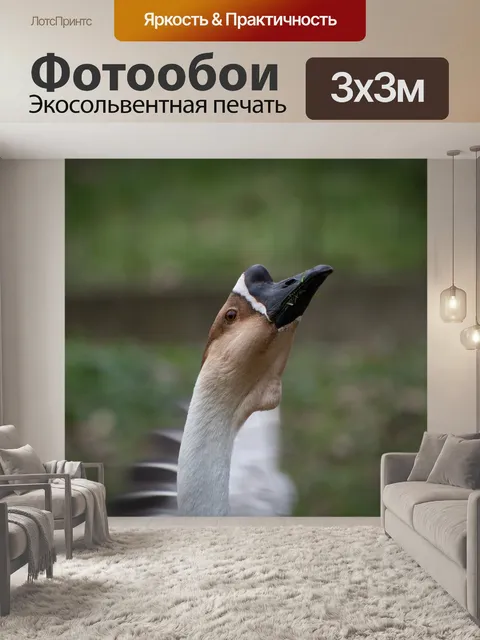 Фотообои Гусь, китайский белоголовый гусь, птица