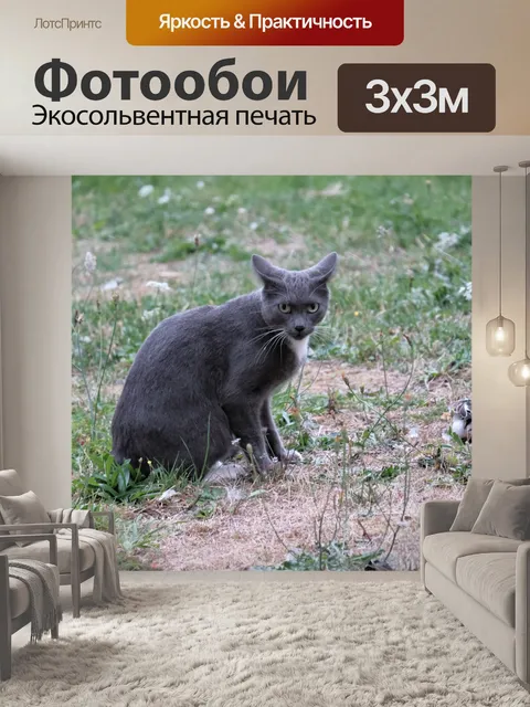 Фотообои Серый кот сидит