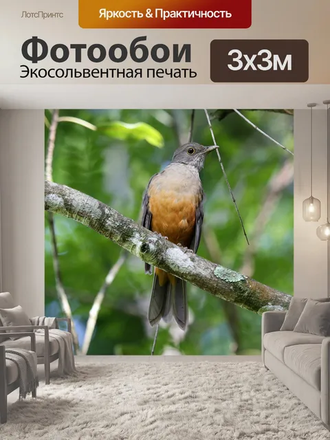 Фотообои Апельсиновый дрозд