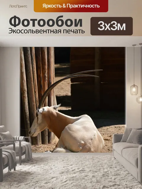 Фотообои Scimitar Oryx 02