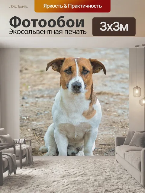 Фотообои Джек рассел