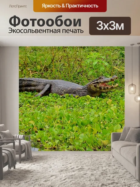Фотообои Кайман