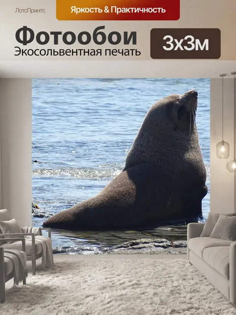 Фотообои Морской лев