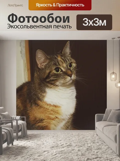 Фотообои Кот