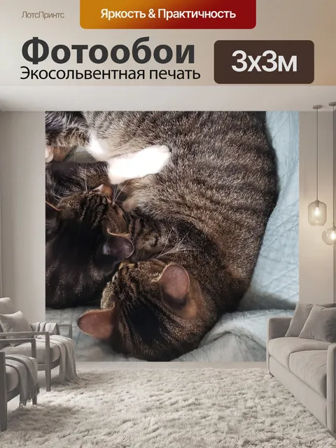 Фотообои Кошки
