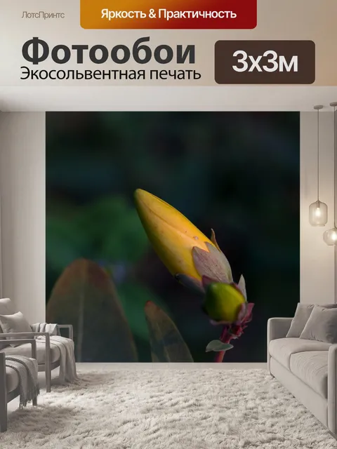 Фотообои закрытый желтый бутон цветка зверобоя