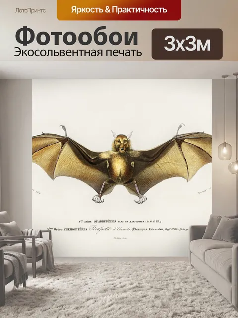 Фотообои Летучая мышь винтажное искусство старое