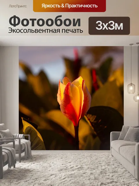 Фотообои Плюмерия цветы