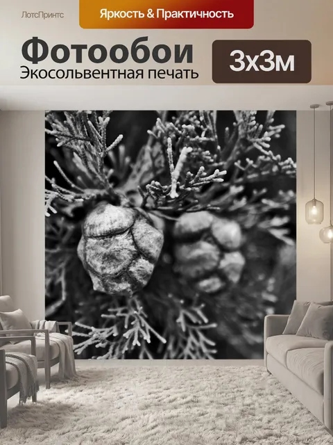 Фотообои Семена Хвойные б & W