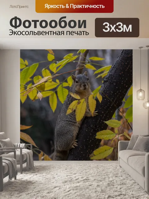 Фотообои Белка дерева