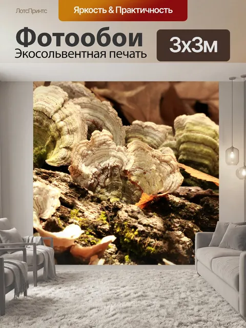 Фотообои Грибок индейки хвост крупным планом