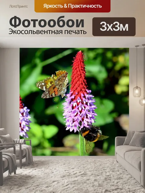 Фотообои Орхидеи примула
