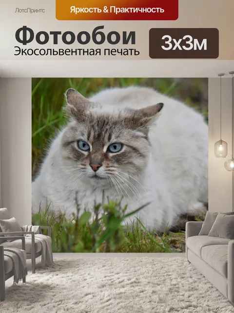 Фотообои Кошка