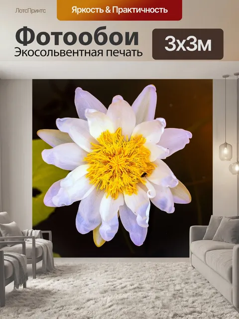 Фотообои Цветок лотоса