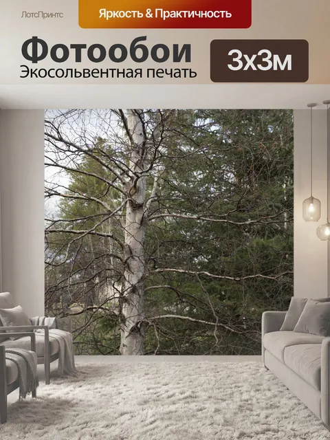 Фотообои Белая береза