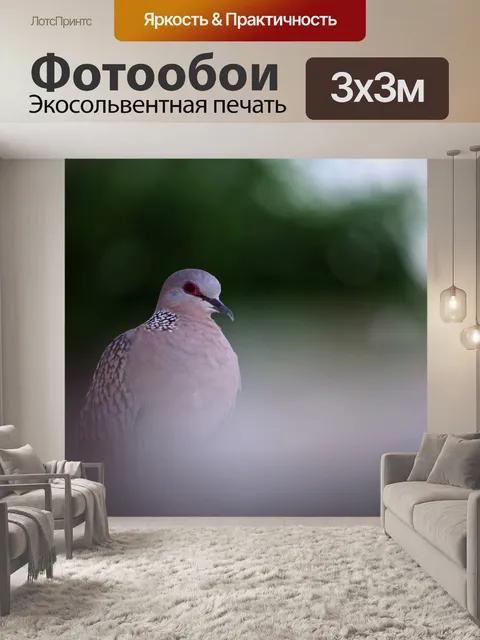 Фотообои Пятнистый голубь 14