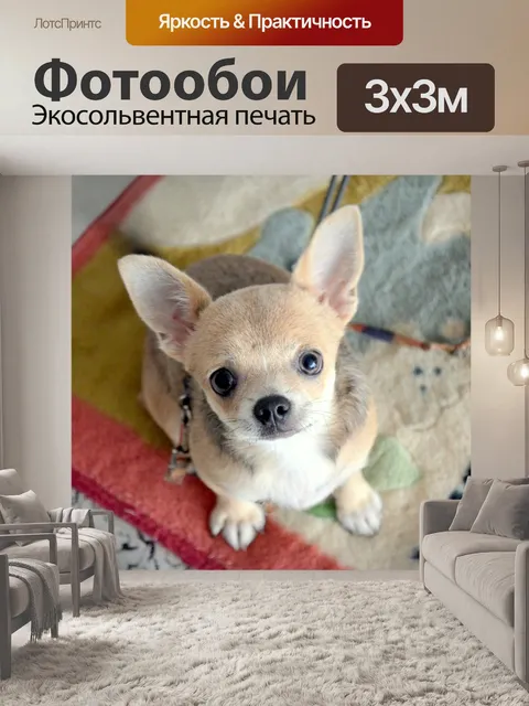 Фотообои Чихуахуа
