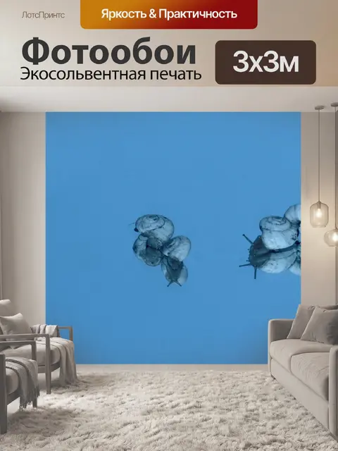 Фотообои Улитки