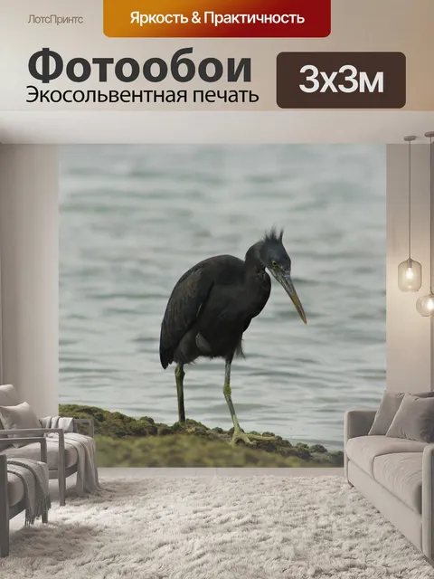 Фотообои Тихоокеанская рифовая цапля