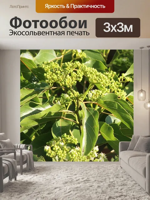 Фотообои бутоны на японском изюме